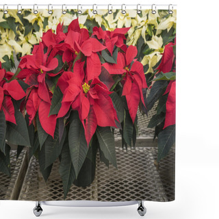 Personality  Red And Creamed Colored Potted Poinsettias Shower Curtains
