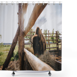 Personality  Close Up View Of Bison Eating Dry Grass In Corral Against Sunlight At Zoo Shower Curtains