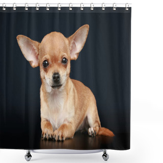 Personality  Chihuahua Puppy Lies On A Dark Background Shower Curtains