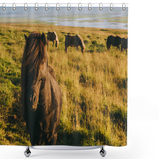 Personality  Horses Shower Curtains