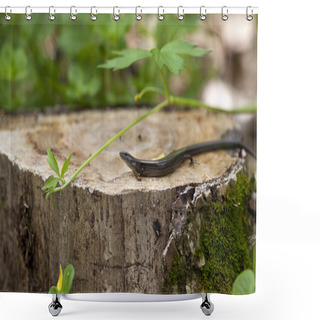 Personality  Five Lined Skink Shower Curtains