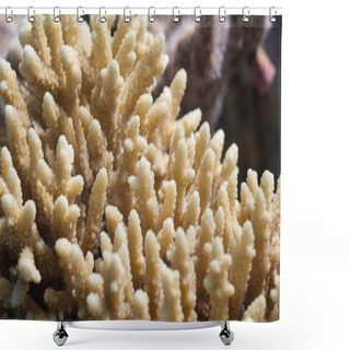 Personality  Beautiful Finger Coral Shower Curtains
