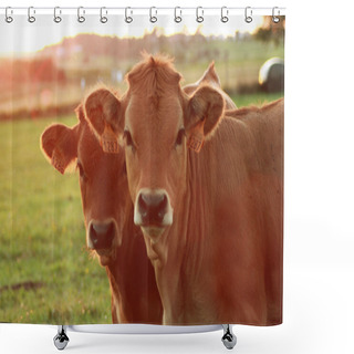 Personality  Cows On The Meadow Shower Curtains