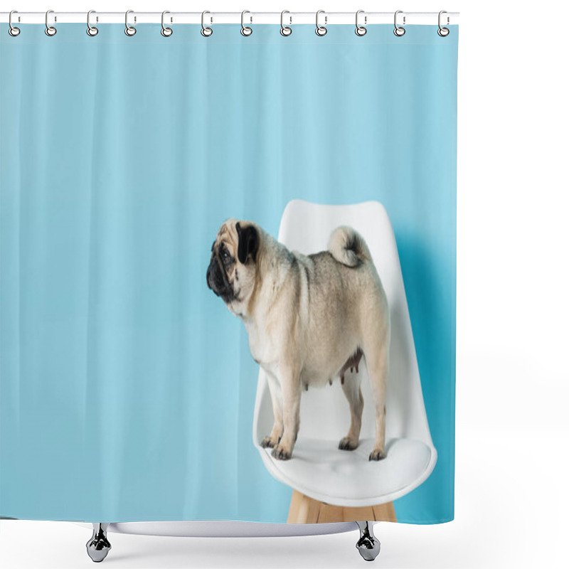 Personality  Fawn Color Pug Looking Away While Standing On White Chair On Blue Background Shower Curtains