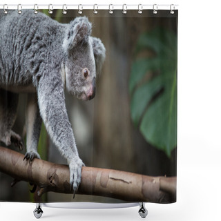 Personality  Koala On A Tree With Bush Shower Curtains