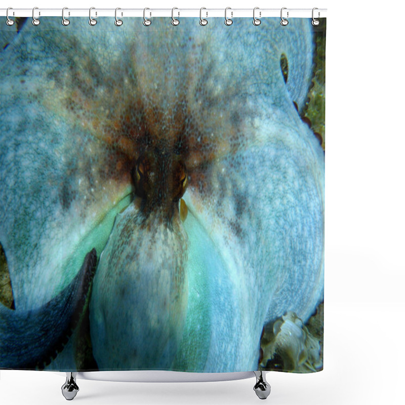 Personality  Scared octopus (Octopus vulgaris) shower curtains