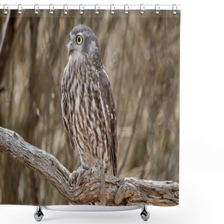 Personality  The Barking Owl Is Perched In A Tree Looking Out For Danger . Shower Curtains