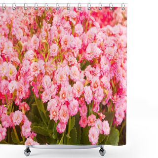 Personality  Kalanchoe Flowers Shower Curtains