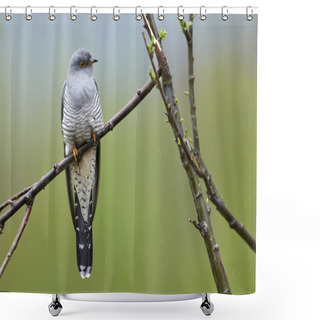 Personality  Perching Common Cuckoo (Cuculus Canorus) Shower Curtains