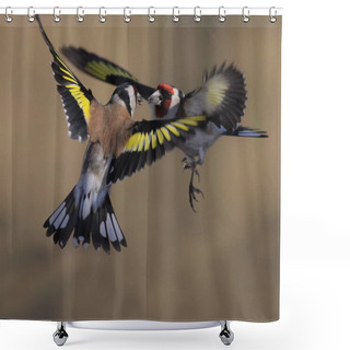 Personality  Duel Of Goldfinches Shower Curtains