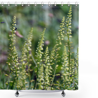 Personality  Reseda Lutea Grows Like A Weed In The Field Shower Curtains