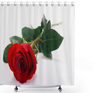 Personality  Close-up View Of Beautiful Tender Red Rose Flower Isolated On White  Shower Curtains