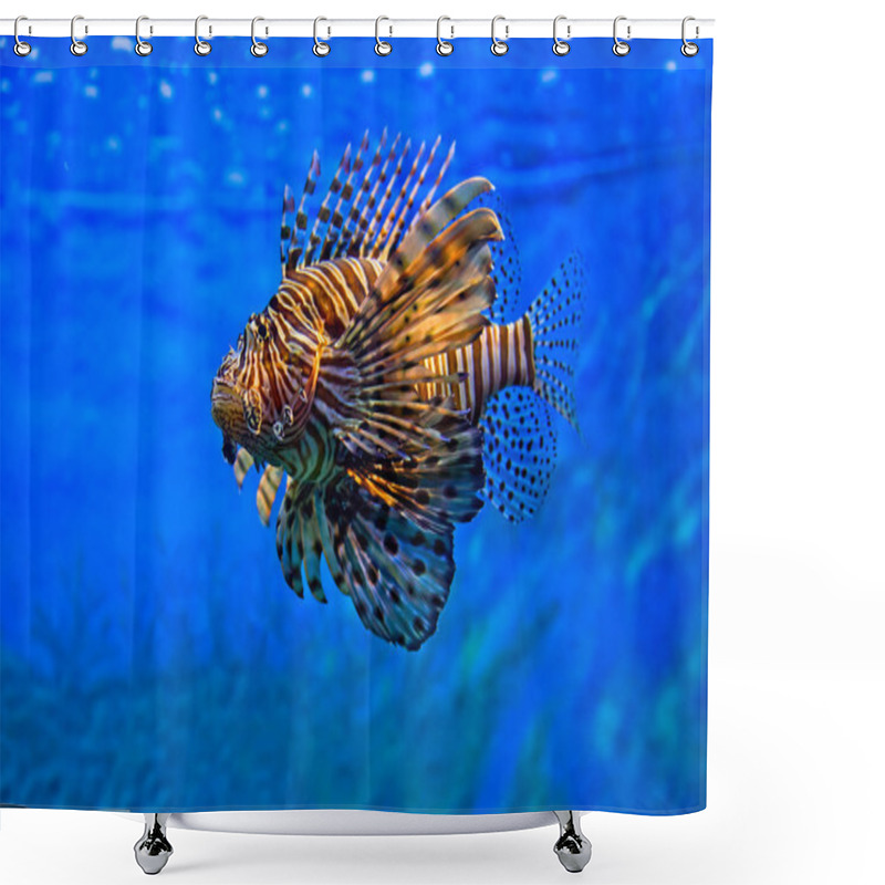 Personality  Lion fish swimming under water shower curtains