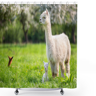 Personality  White Alpaca With Offspring, South American Mammal Shower Curtains