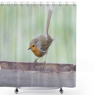 Personality  European Robin Shower Curtains
