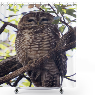 Personality  A Mexican Spotted Owl On Its Roost Shower Curtains