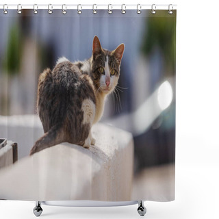 Personality  (Felis Catus) The Stray Cat Is Very Shy And Turns Its Head On The Garbage Can Shower Curtains