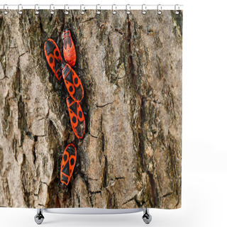 Personality  Extreme Close Up Of Five Black And Red Firebug Insects (Pyrrhocoris Apterus), Four Adults And One Nymph On The Last Instar, In A Tree Trunk Shower Curtains