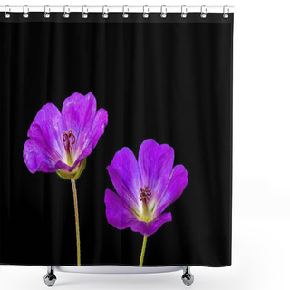 Personality  Fine Art Still Life Color Floral Image Of A Pair Of Red Violet Isolated Wide Open Violet Blooming Female Geranium/cranesbill Flowers,stem,black Background,vintage Painting Style Shower Curtains