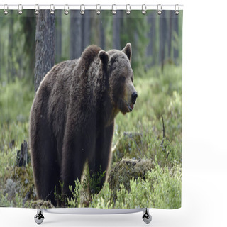 Personality  Big Adult Male Of Brown Bear In The Summer Forest. Scientific Name: Ursus Arctos. Natural Habitat. Shower Curtains