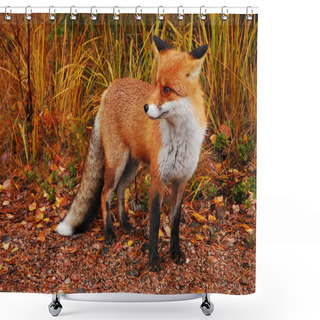 Personality  Wild Red Fox Shower Curtains