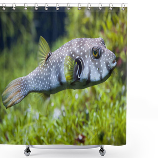 Personality  White-spotted Puffer Shower Curtains