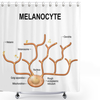 Personality  Structure Of Melanocyte  Shower Curtains