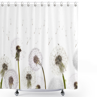 Personality  White Dandelions Field Shower Curtains