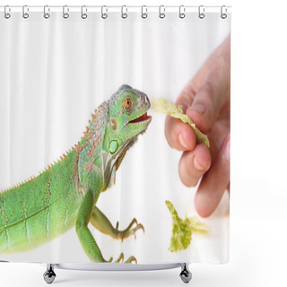Personality  Green Iguana Shower Curtains