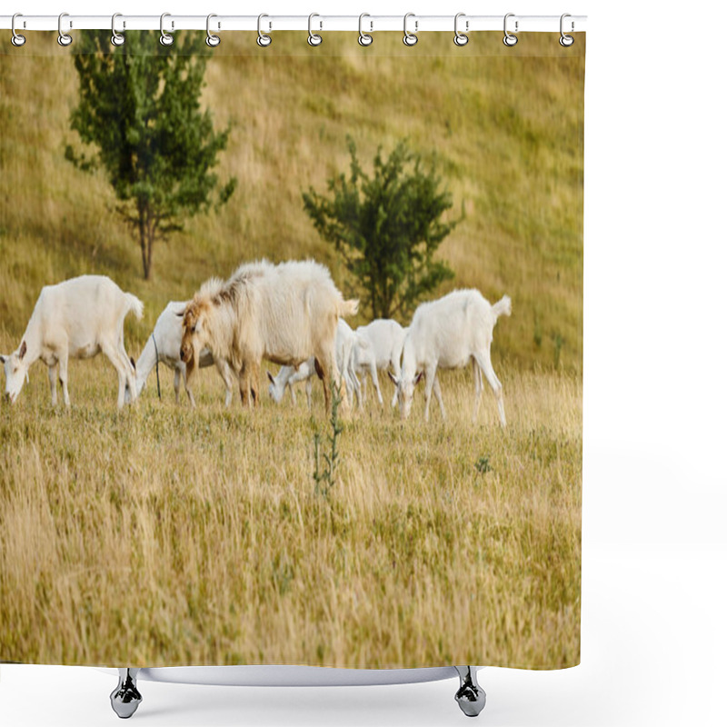 Personality  Huge Lively Cattle Of Cute Goats Grazing Fresh Weeds And Grass While In Green Scenic Field Shower Curtains