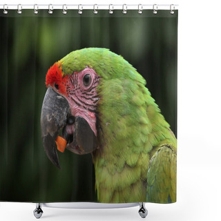 Personality  Great Green Macaw Shower Curtains