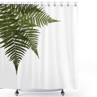 Personality  Fern Leaf Vector Background Illustration Shower Curtains