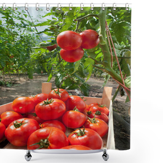 Personality  Picking Tomatoes Shower Curtains