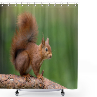 Personality  Red Squirrel In The Forest Shower Curtains