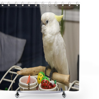 Personality  White Cockatoo Shower Curtains