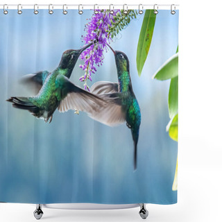 Personality  Blue Hummingbird Violet Sabrewing Flying Next To Beautiful Red Flower. Tinny Bird Fly In Jungle. Wildlife In Tropic Costa Rica. Two Bird Sucking Nectar From Bloom In The Forest. Bird Behaviour Shower Curtains