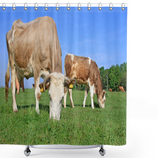 Personality  The Calf Near Mother On A Summer Pasture Shower Curtains