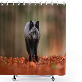 Personality  Black Silver Fox, Rare Form. Dark Red Fox Playing In Autumn Forest. Wildlife Scene From Wild Nature. Funny Image From Russia. Cute Mammal With Black And White Tail. Shower Curtains