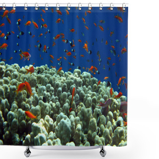 Personality  Coral Reef Shower Curtains