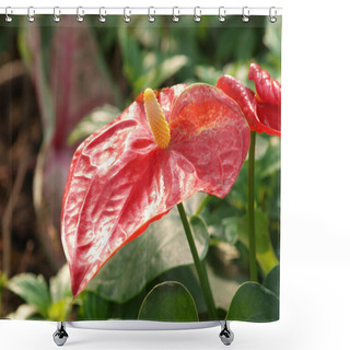 Personality  Red Flamingo Lily Flower (Boy Flower) Shower Curtains