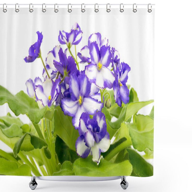 Personality  African Violet Purple And White  On White Background. Shower Curtains