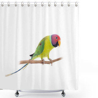 Personality  Male Of Plum-headed Parakeet On White Shower Curtains