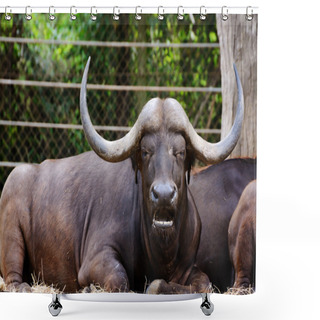 Personality  Dangerous Wildlife Male Buffalo Carabao Shower Curtains