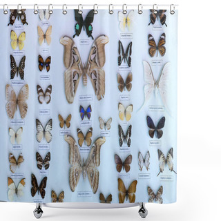 Personality  The Butterfly Collection In The Nature Reserve Includes Many Butterflies  Shower Curtains