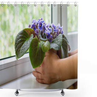 Personality  Young Woman Hands Hold Flower Pot With African Violet Flower Saintpaulia. Decoration For Windowsill And Home Shower Curtains