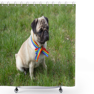 Personality  Pug Dog With Rainbow LGBT Ribbon Tape On His Neck Sits On Green Grass. Concept Of Gratitude To Medical Personnel For Their Fight Against The Coronavirus Pandemic Shower Curtains