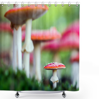 Personality  Amanita Muscaria, A Poisonous Mushroom In A Forest. Shower Curtains