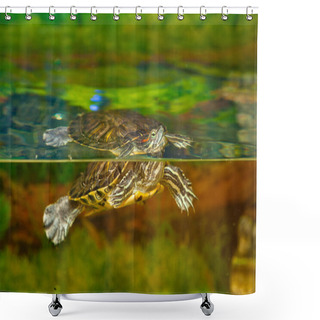 Personality  Turtle In The Water. Red-eared Slider Swimming In The Water In The Aquarium Shower Curtains