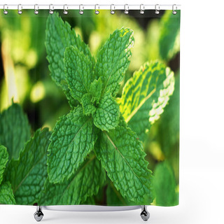 Personality  Fresh Mint Leaves On The Tree Shower Curtains