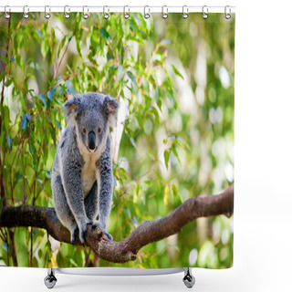 Personality  Australian Koala In Its Natural Habitat Of Gumtrees Shower Curtains